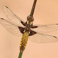 Broad Bodied Chaser female 
